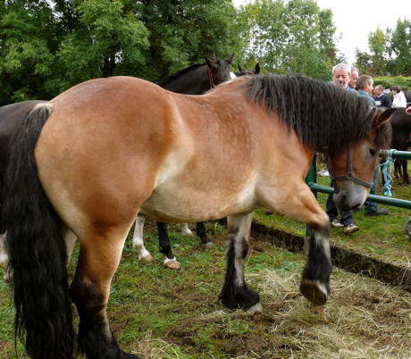 cheval-trait.jpg
