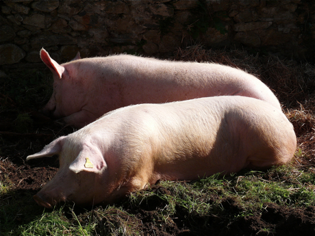 cochon-theys.jpg