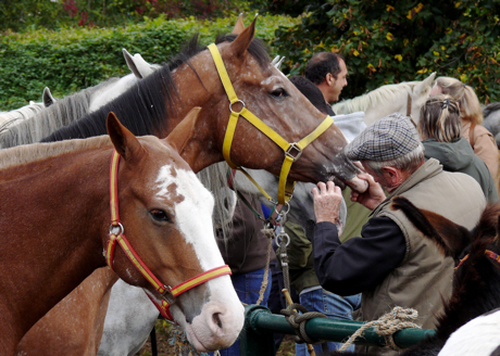 dents-de-cheval.jpg