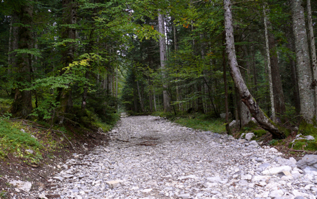 route-forestiere.jpg