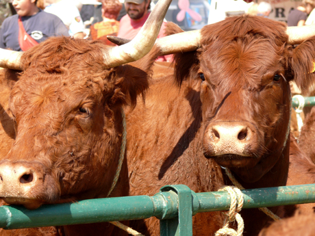 vaches-beaucroissant07.jpg