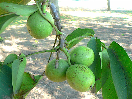 borel-2.jpg